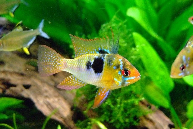 South American Butterfly Cichlid